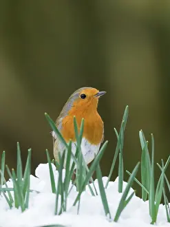 200621: Robin in snow