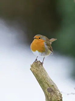 200621: Robin in snow