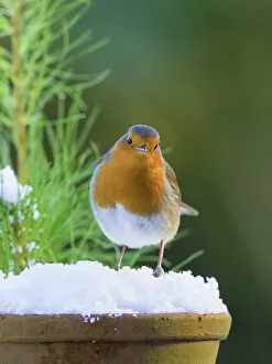 200621: Robin in snow