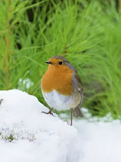 200621: Robin in snow