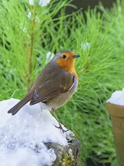200621: Robin in snow