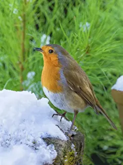 200621: Robin in snow