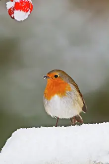 Robins: Robin - in snow
