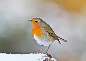 Robins: Robin - in snow