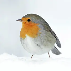 Robins: Robin - in snow