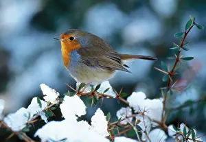 Robins: Robin in snow