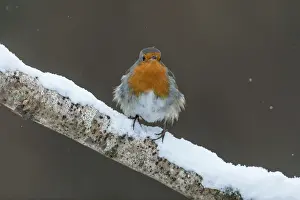 Cornwall: Robin - in Snow - Cornwall - UK
