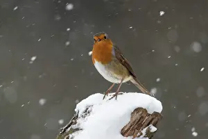 Cornwall: Robin - in Snow - Cornwall - UK
