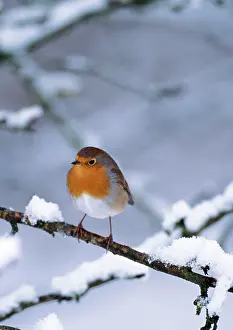 Robin - On snow covered branch