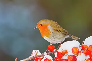 Robins: Robin - on snow covered crab apples