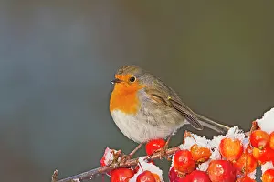 Robins: Robin - on snow covered crab apples