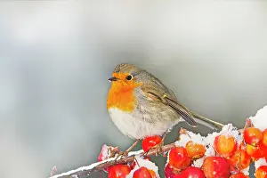 Robins: Robin - on snow covered crab apples