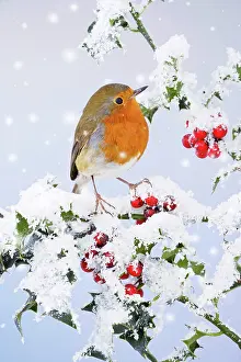 250521: Robin - on snow covered holly