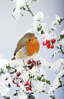Holly: Robin - on snow covered holly