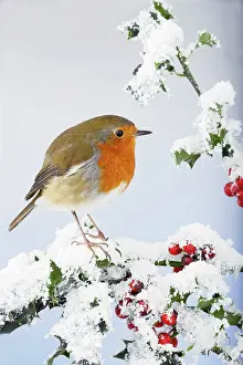 Holly: Robin - on snow covered holly