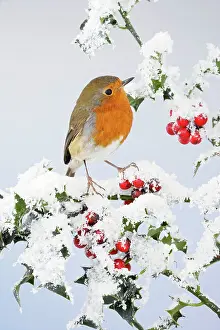 Holly: Robin - on snow covered holly