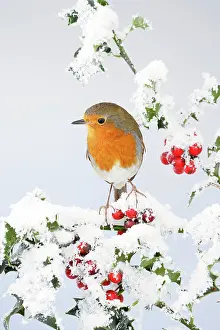 Holly: Robin - on snow covered holly