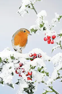 Holly: Robin - on snow covered holly