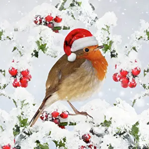 220719: Robin - on snow covered holly with berries 006921