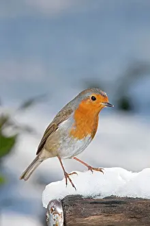 Handles: Robin - on snow covered spade handle