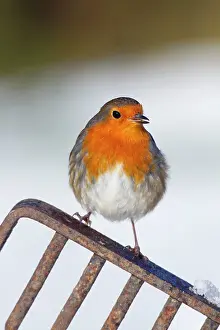 Forks: Robin - in snow on garden fork