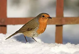 Trellis: Robin - In snow in front of garden trellis