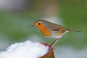 Breasts: Robin - in snow on pot