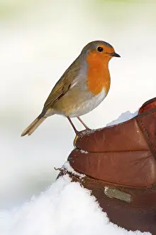 Breasts: Robin - in snow on walking boot