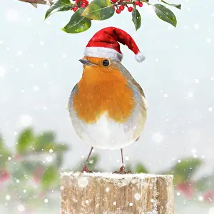 250619: Robin in snow wearing Christmas hat