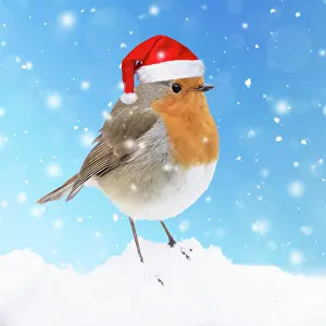 070820: Robin in snow wearing a red santa hat Robin in snow