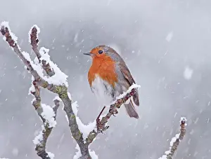 Storms: Robin - in snowstorm