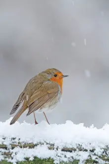 Robins: Robin - in snowstorm