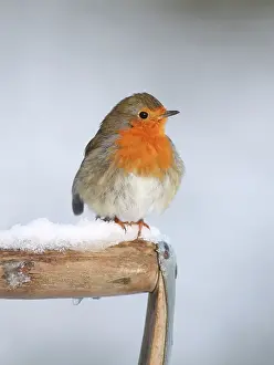 Robins: Robin - on snowy fork handle