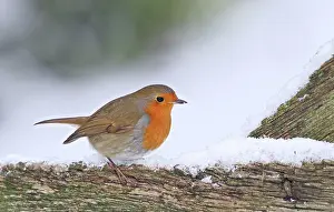 Robins: Robin - on snowy gate