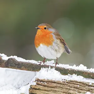 Robins: Robin - on snowy gate