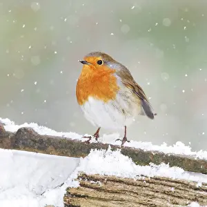 090819: Robin, on snowy gate, Bedfordshire UK 008001