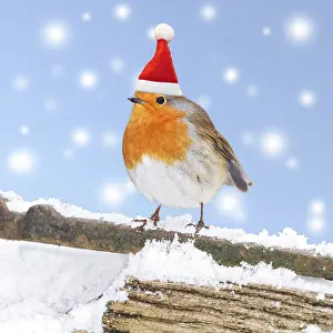 Newno1: Robin, on snowy gate, Bedfordshire UK