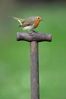 Handles: Robin - on spade handle in garden
