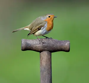 Handles: Robin - on spade handle in garden