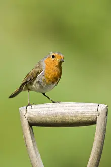 300119: Robin on spade handle - Norfolk UK
