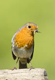 300119: Robin on spade handle - Norfolk UK