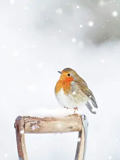 Spade: Robin - on spade handle in snow