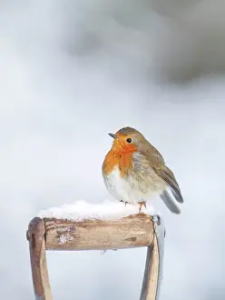 Robins: Robin - on spade handle in snow