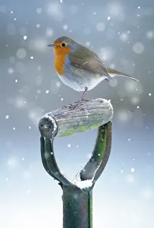Robin - on spade handle in winter
