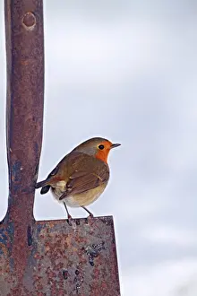 Robins: Robin - on spade in snow