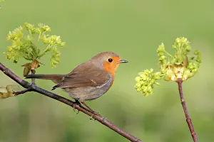 Sycamores: Robin - With Sycamore flowers
