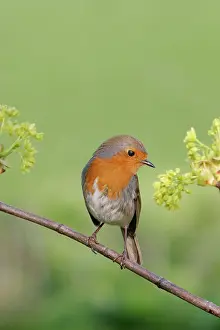 Sycamores: Robin - With sycamore flowers