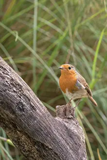 170821: Robin on tree stump