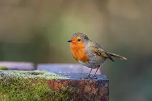 Breast: Robin - UK