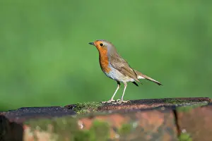Robin: Robin - UK